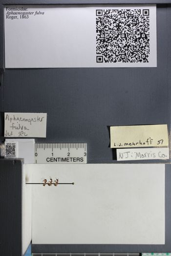 Media type: image;   Entomology 585620